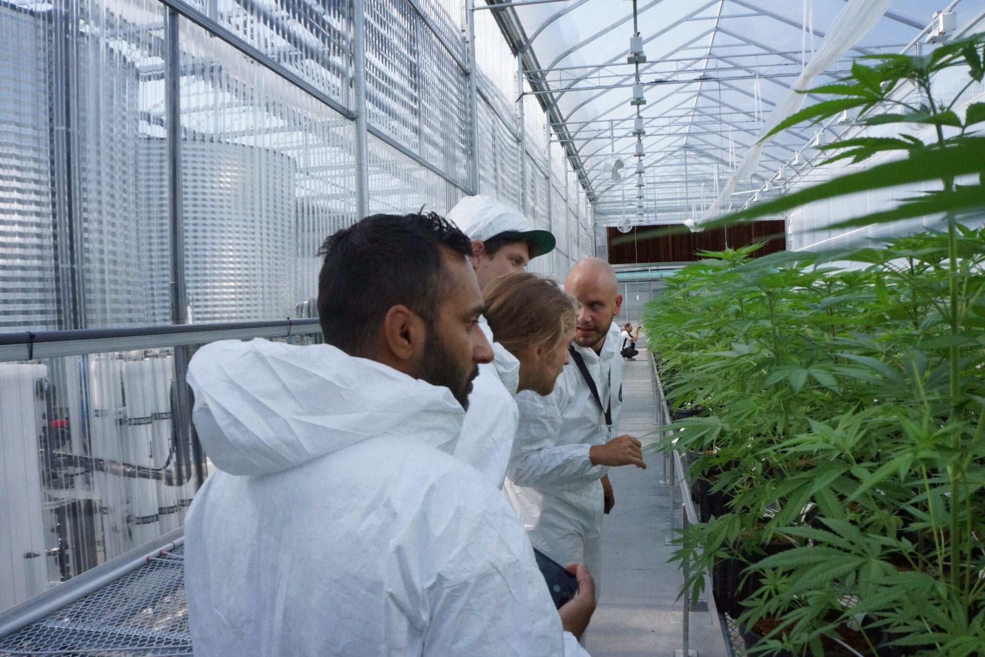How one software firm is helping the Canadian cannabis industry save trees - Tantalus Amar, Dan, Benn