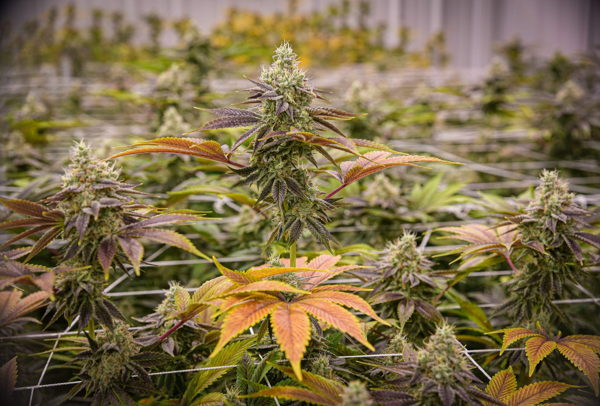 Harvest deal to test Trulieve's industry-leading profits