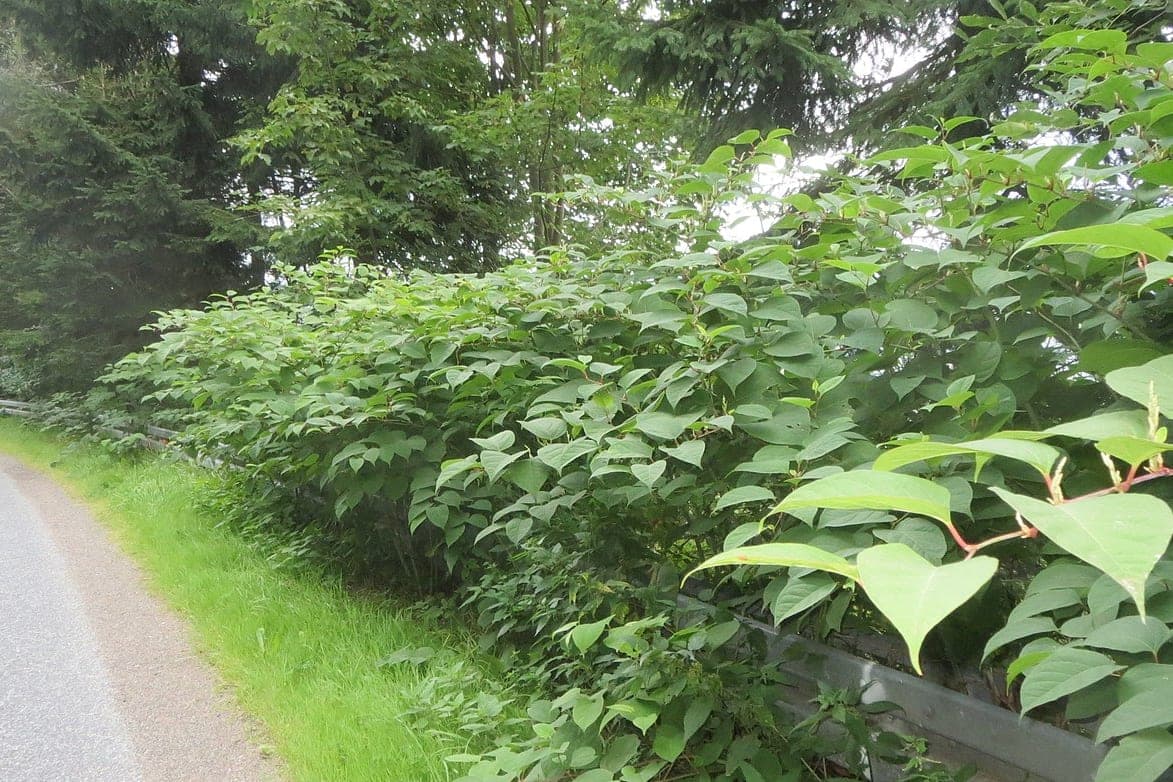 Why clinical cannabis research is so complex - Canada Research Chair Q&A - Japanese knotweed