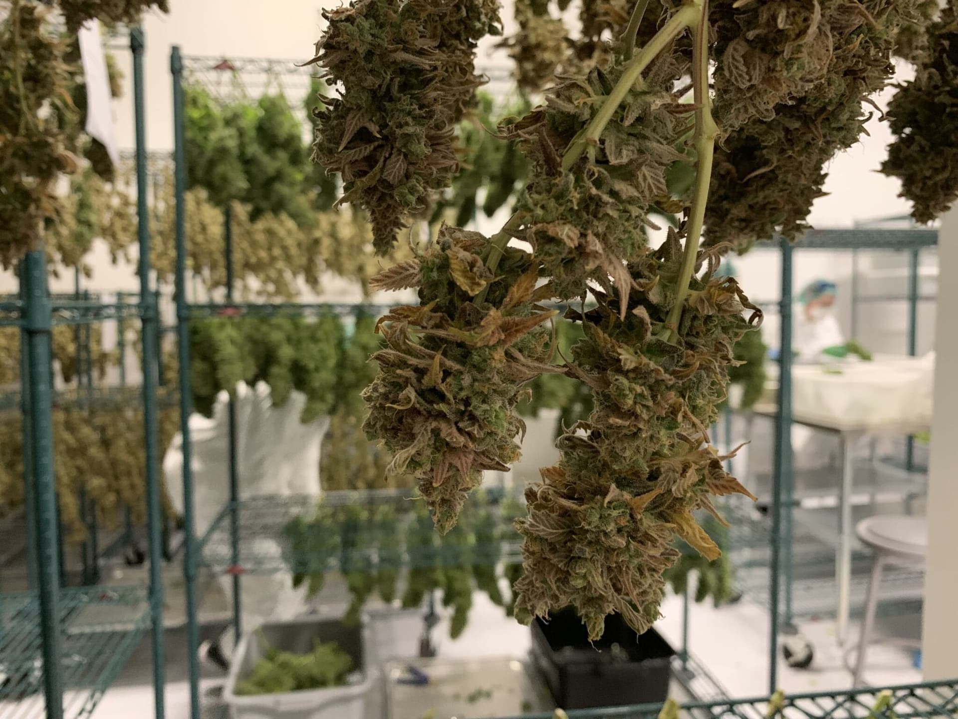 Hexo to buy 48North Cannabis for $50M
