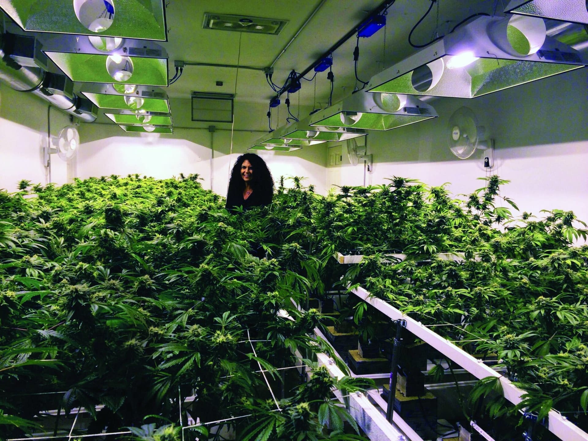 US DEA set to open potent pot production for research