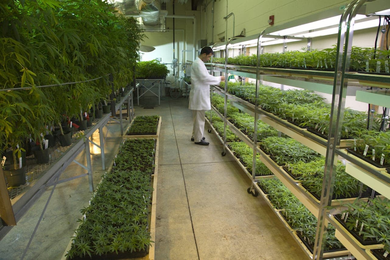 Mississippi Supreme Court tosses voter-backed medical cannabis bill