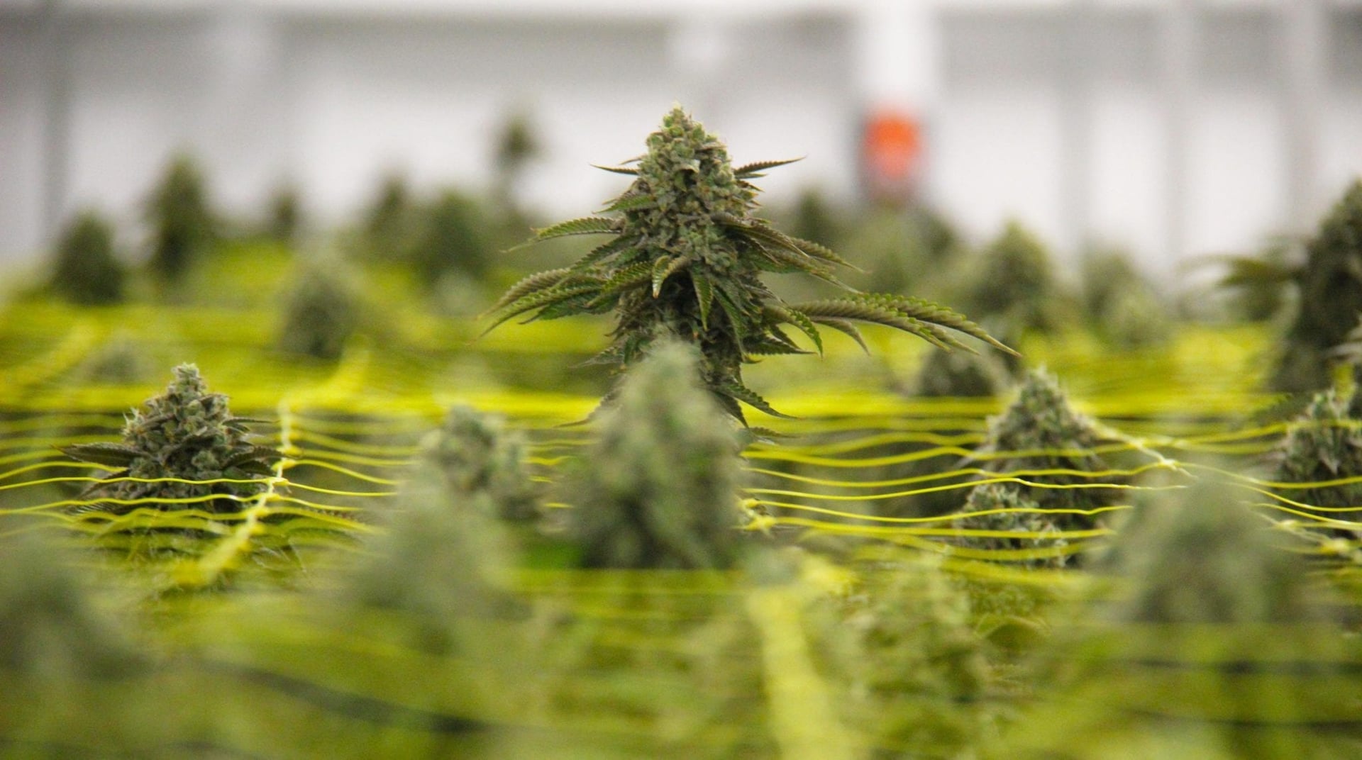 Canopy confident on profit predictions despite flat Q4 growth