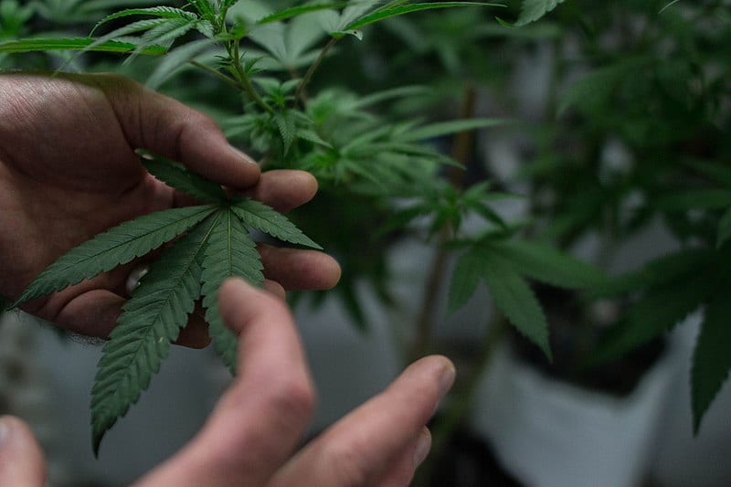 Contaminants found in illegal BC Bud during pilot study