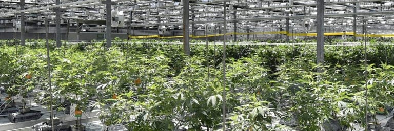 Why aren't the (alleged) CannTrust crooks being charged under the Cannabis Act - pelham
