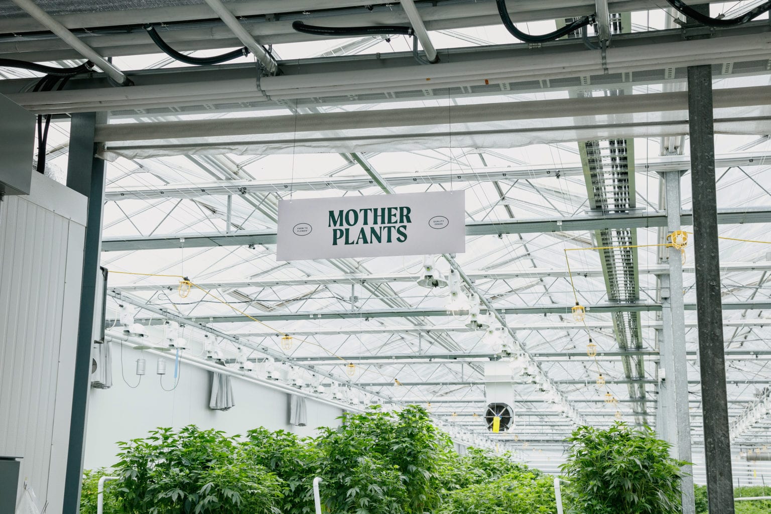 BC cannabis industry leaders create first advocacy coalition for growers