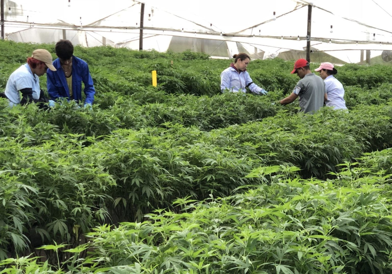 Colombia to allow the export of dry cannabis flower