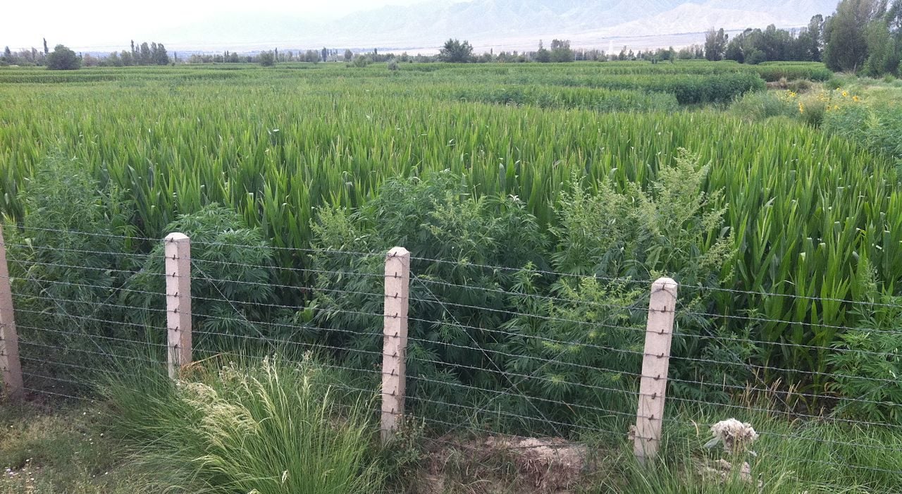 Scientists discover world's most ancient weed - feral cannabis Gansu