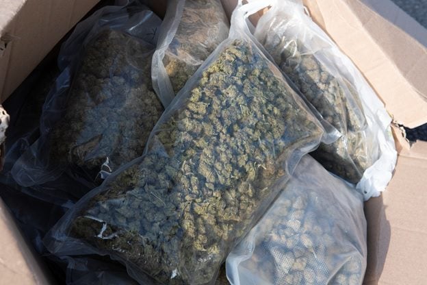 Ontario police seize $37M in illicit cannabis