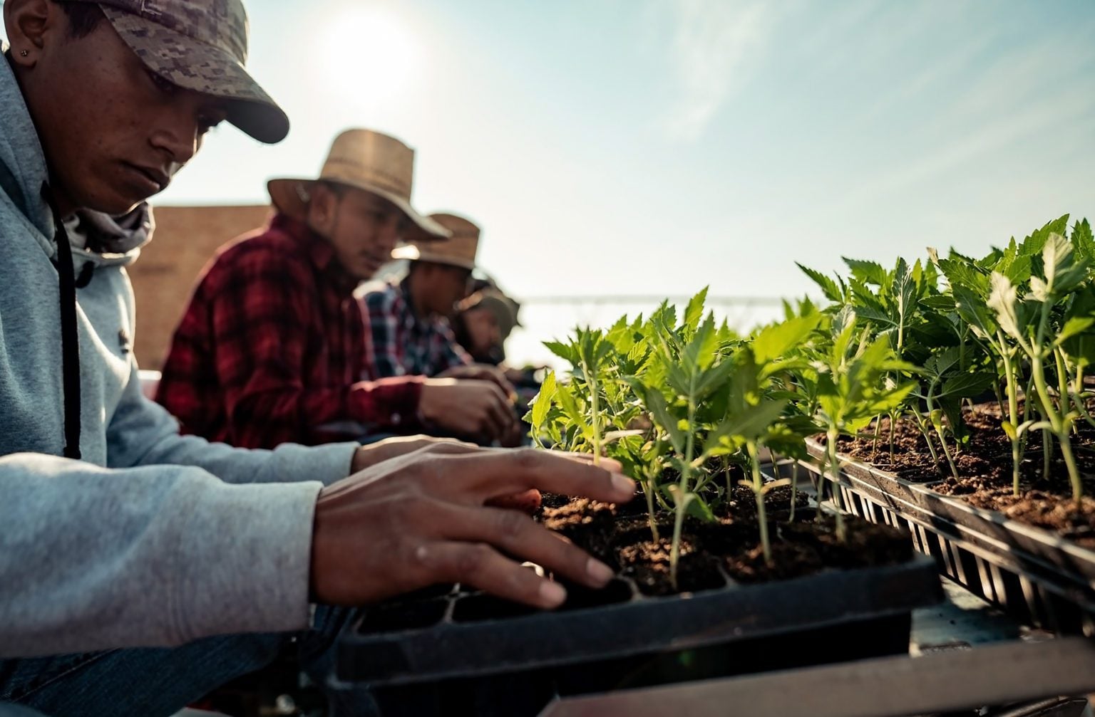 Hemp farmers with Colorado-based Charlotte's Web