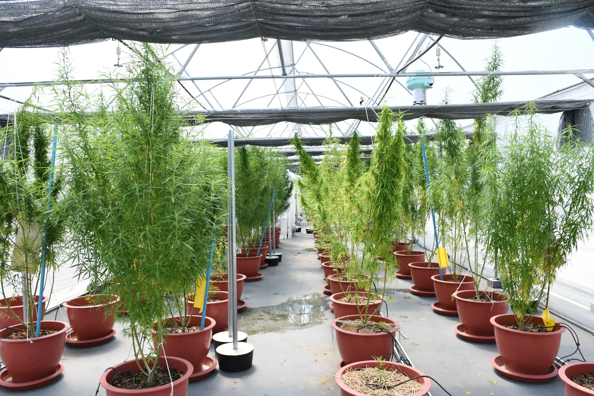 Rows of cannabis plants in Thailand