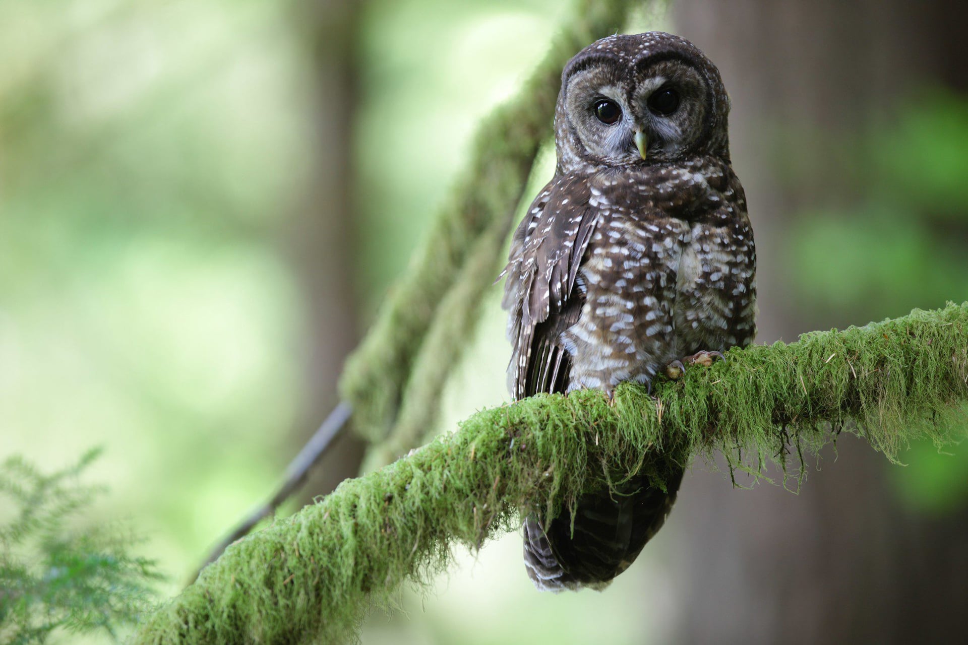 Trespass grows threaten wildlife in western US states, study shows