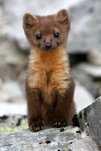 Trespass grows threaten wildlife in western US states, study shows - humboldt marten