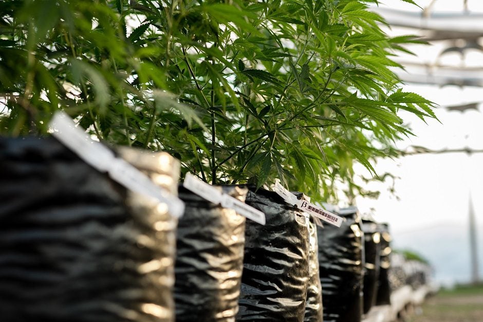 Uruguay ups cannabis THC percentage and mulls tourist use