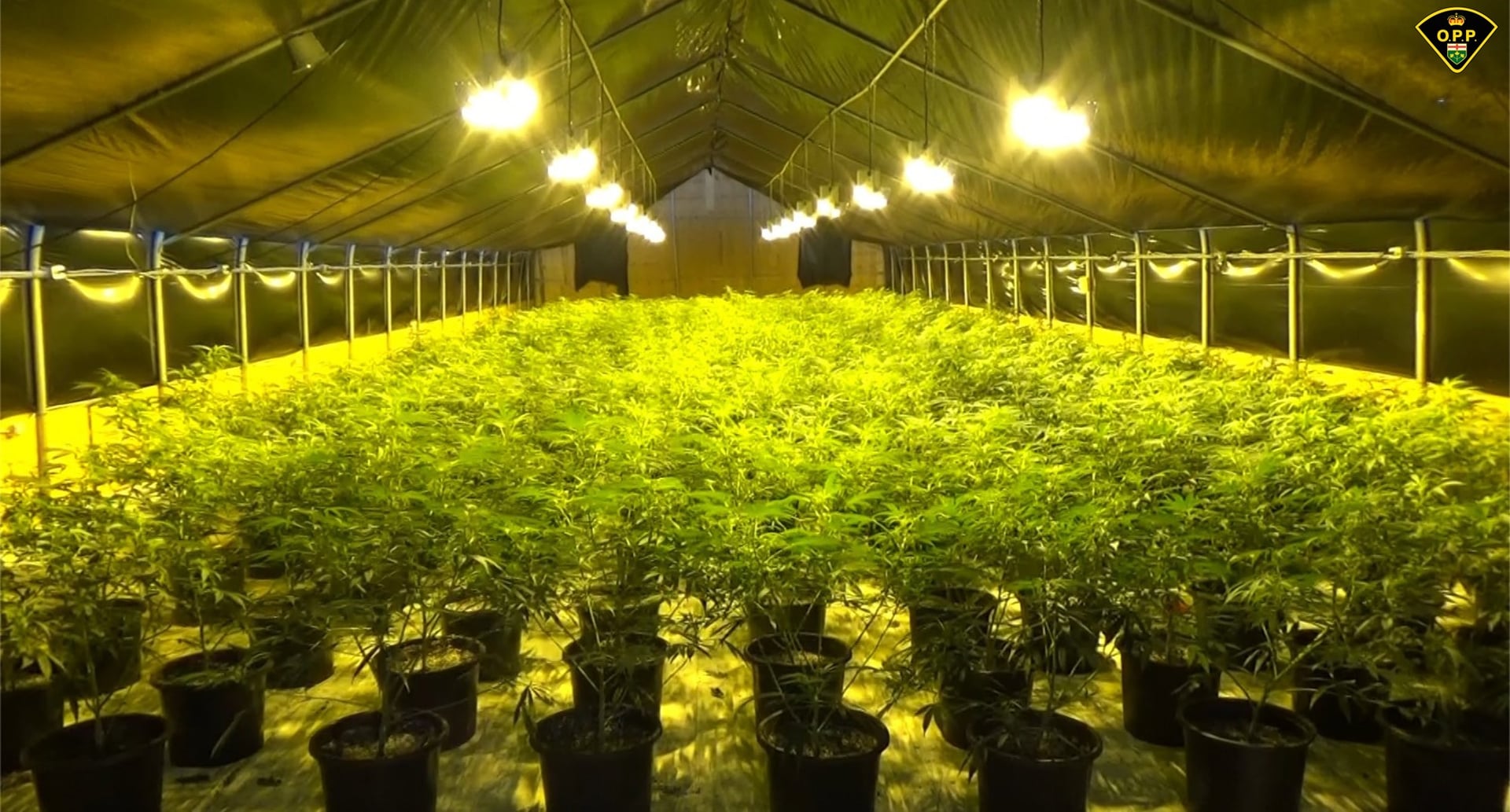 Greenhouse with rows of illicit cannabis plants in Ontario