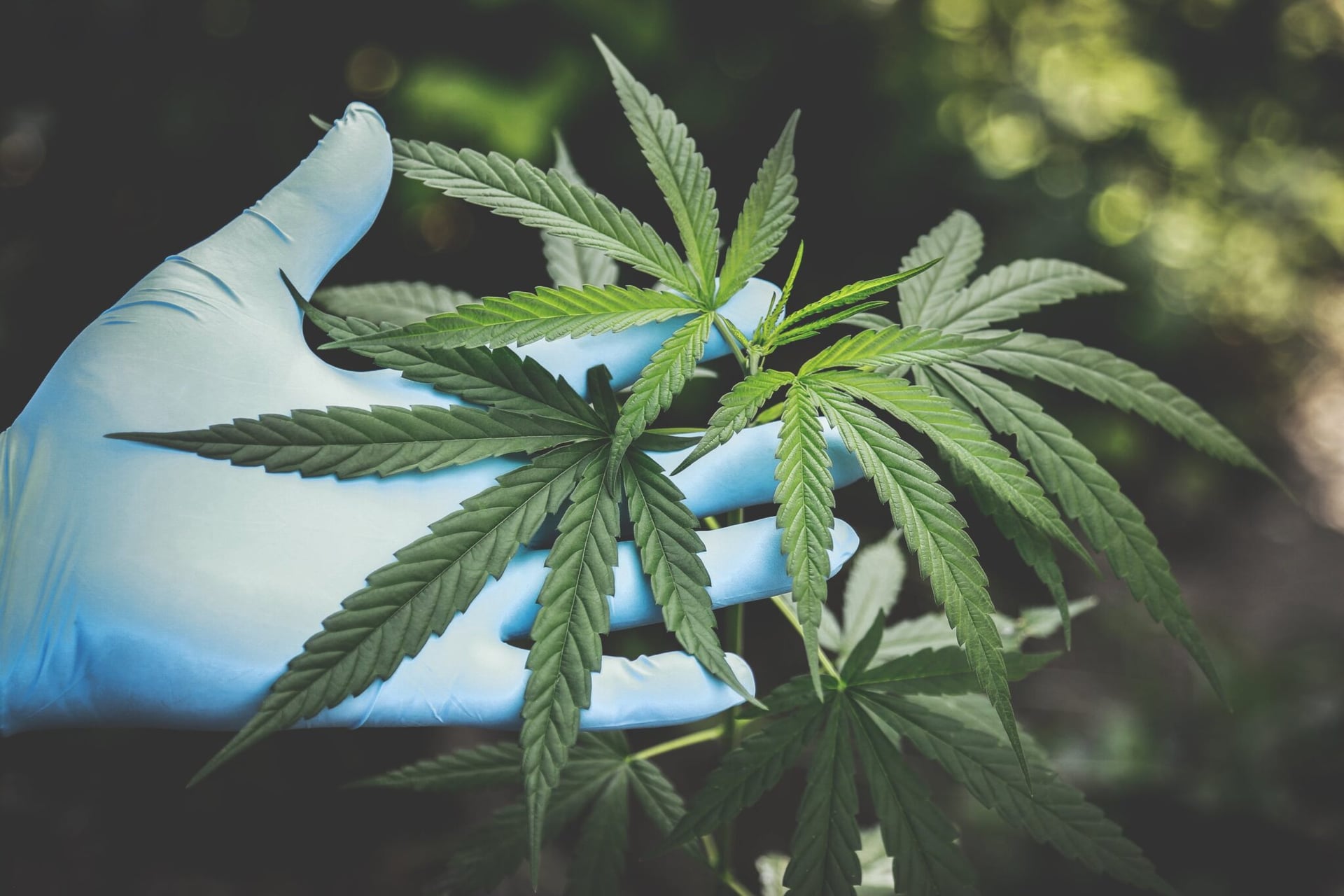 Canada gets ‘D’ grade for weed legalization