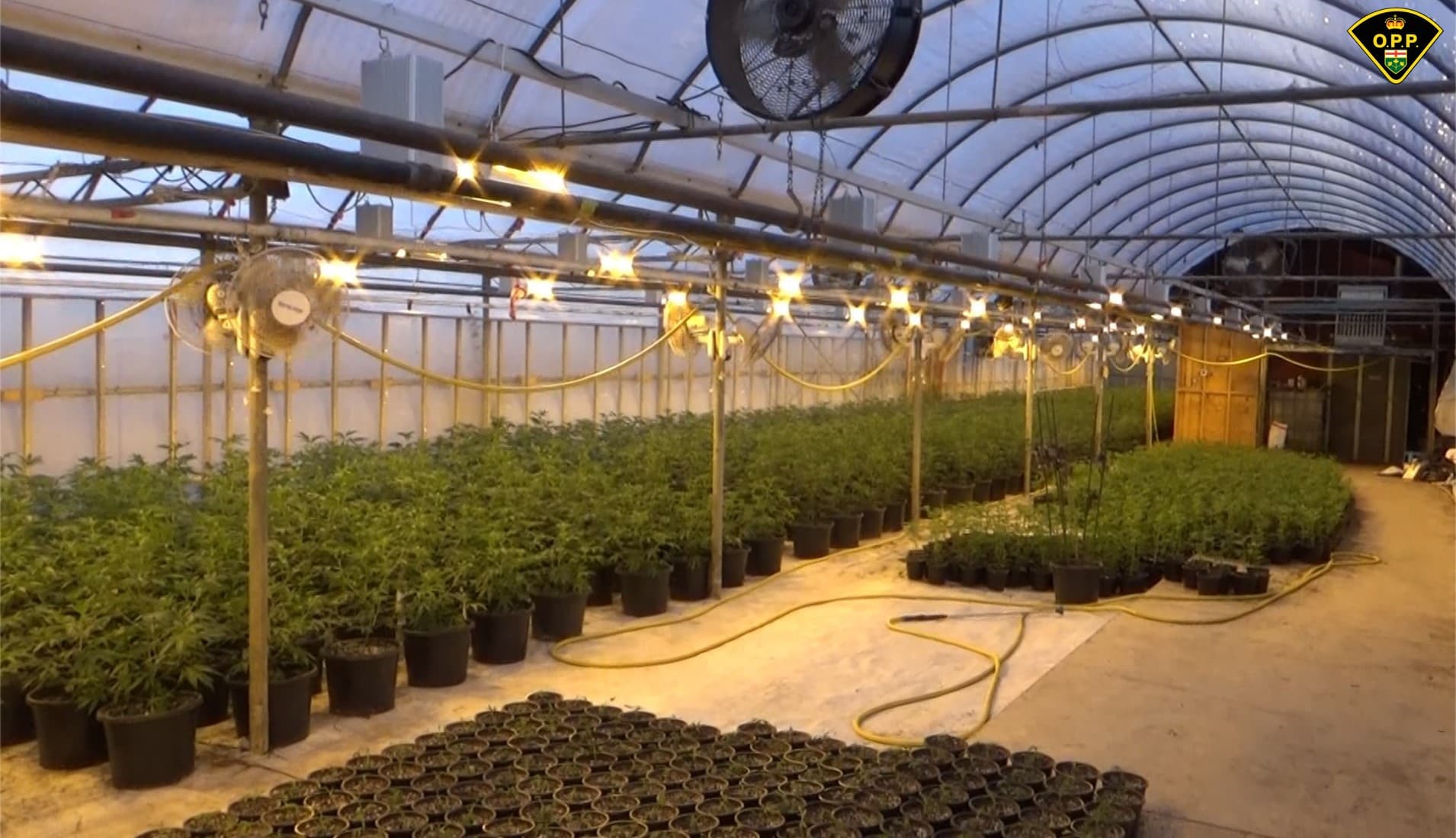Inside greenhouse during OPP illicit grow raid worth $22 million