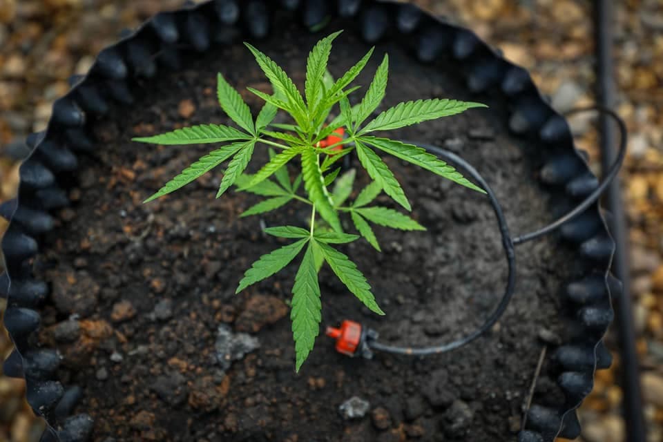 Small cannabis plant growing at medical cannabis learning centre