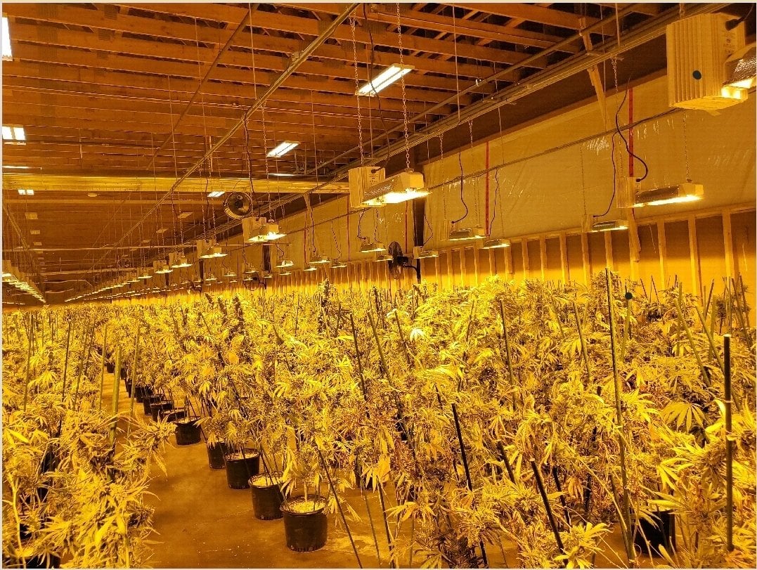 $3.7M seized from illicit cannabis grow in Ontario