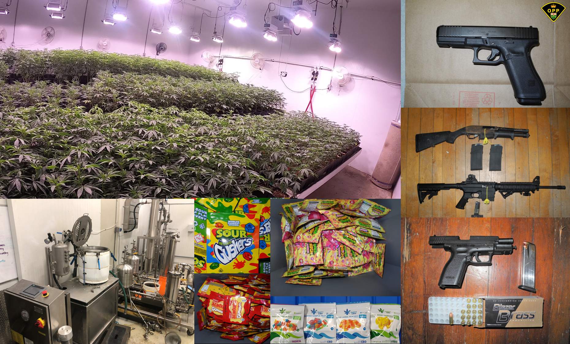 $32M in illicit weed seized and 21 arrested in Ontario bust
