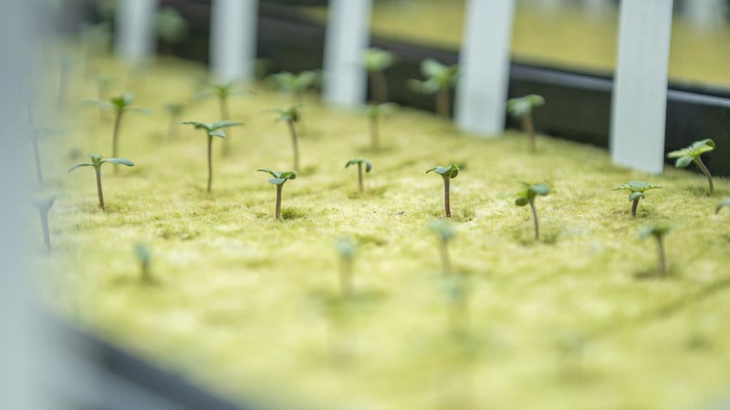 Aurora Cannabis expands Australian portfolio, launches new high THC cannabis brand