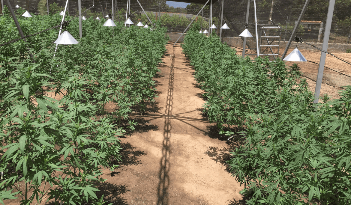Avicanna subsidiary receives GACP certification to be able to supply cannabis biomass worldwide