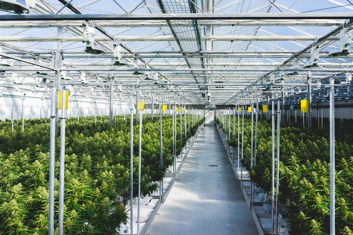 Canopy pushes out fiscal 2022 profit predictions, closes Niagara facility - supreme 7acres jean guy