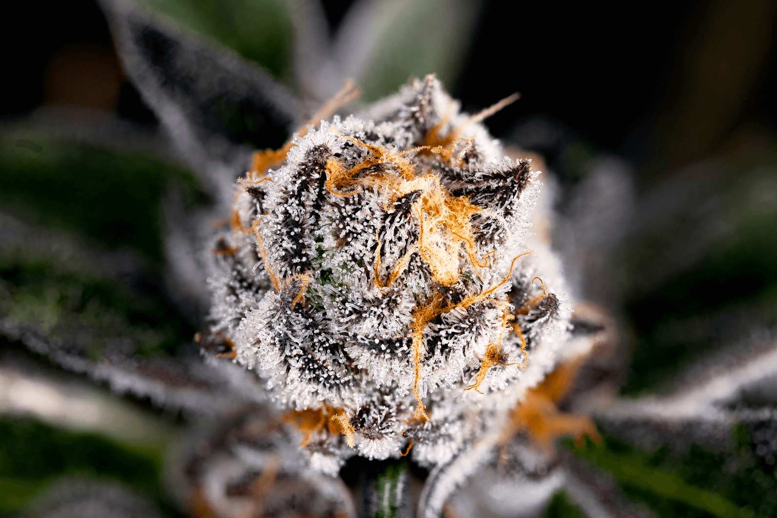 Decibel Cannabis adds new chairman and committee members to its leadership team
