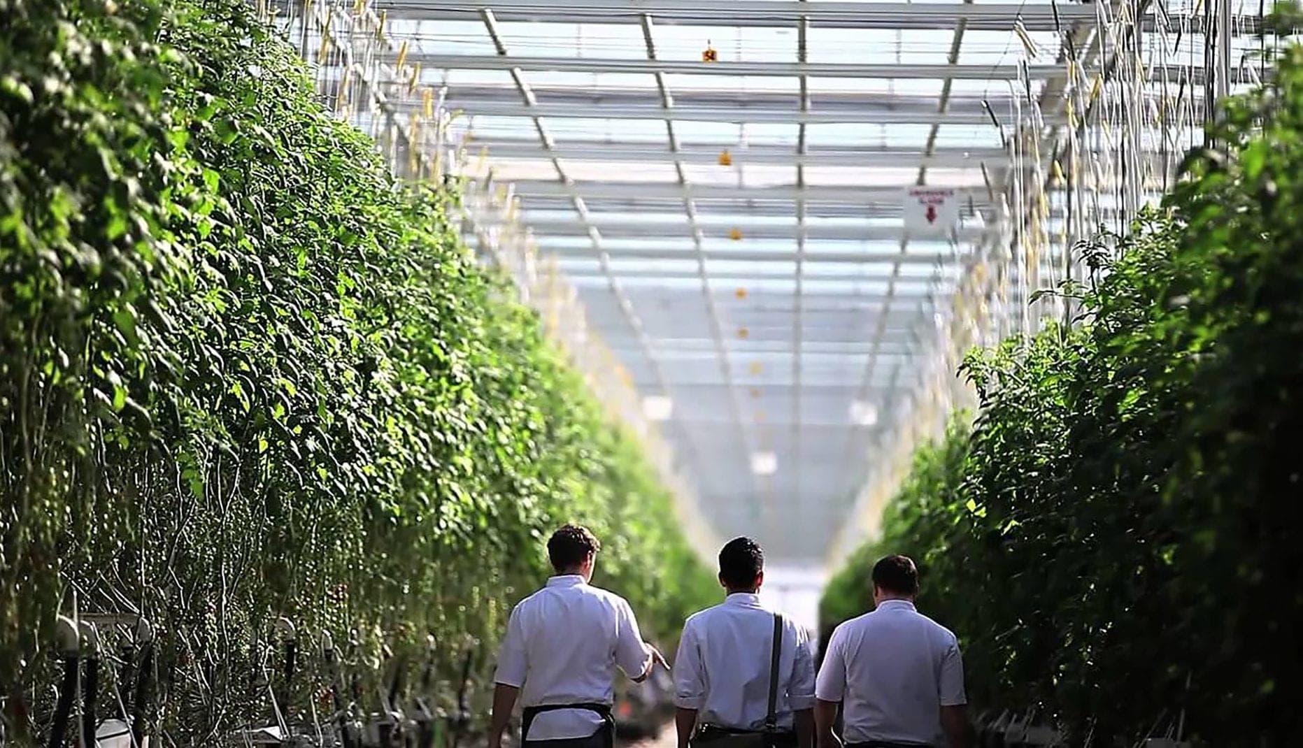 Emerald Health posts 32% sales drop, exits cannabis sector - pure sunfarms