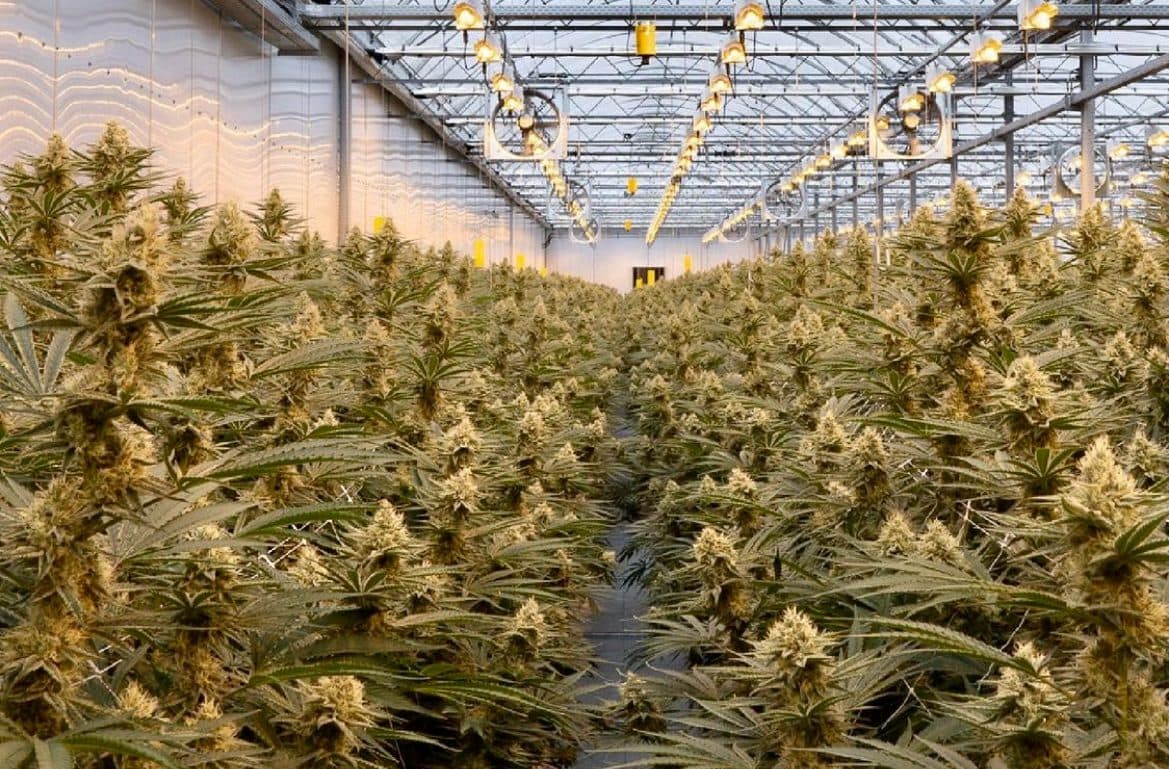 Greenway Greenhouse Q2 revenue same as total revenue of first year of operation