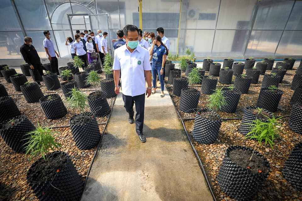 Thailand closer to cannabis becoming 'cash crop' health minister