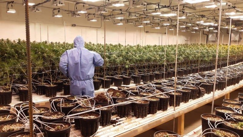$13M worth of cannabis and psilocybin seized in Alberta and BC