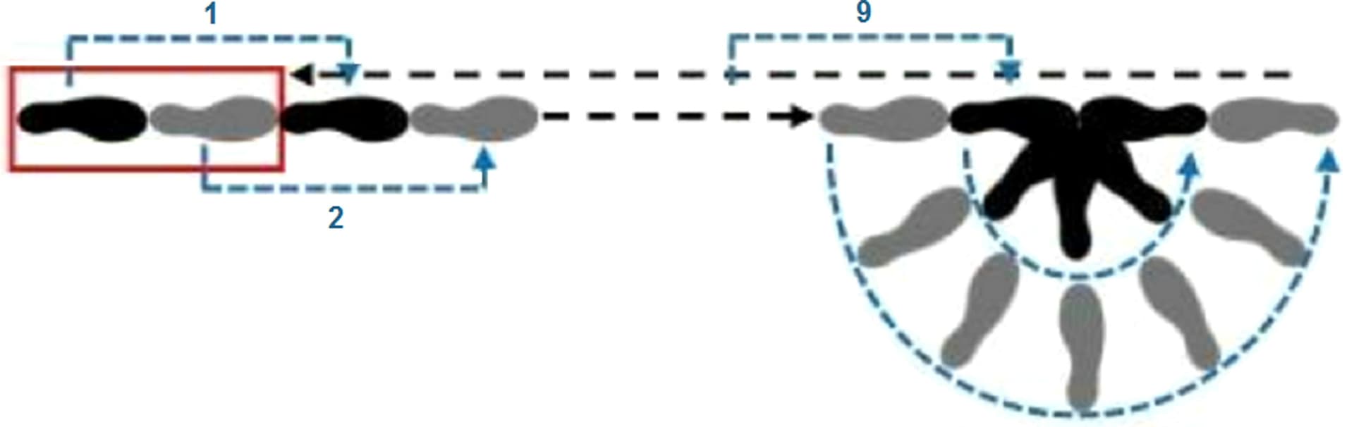 Diagram of walk and turn test used in CBD cannabis driving study