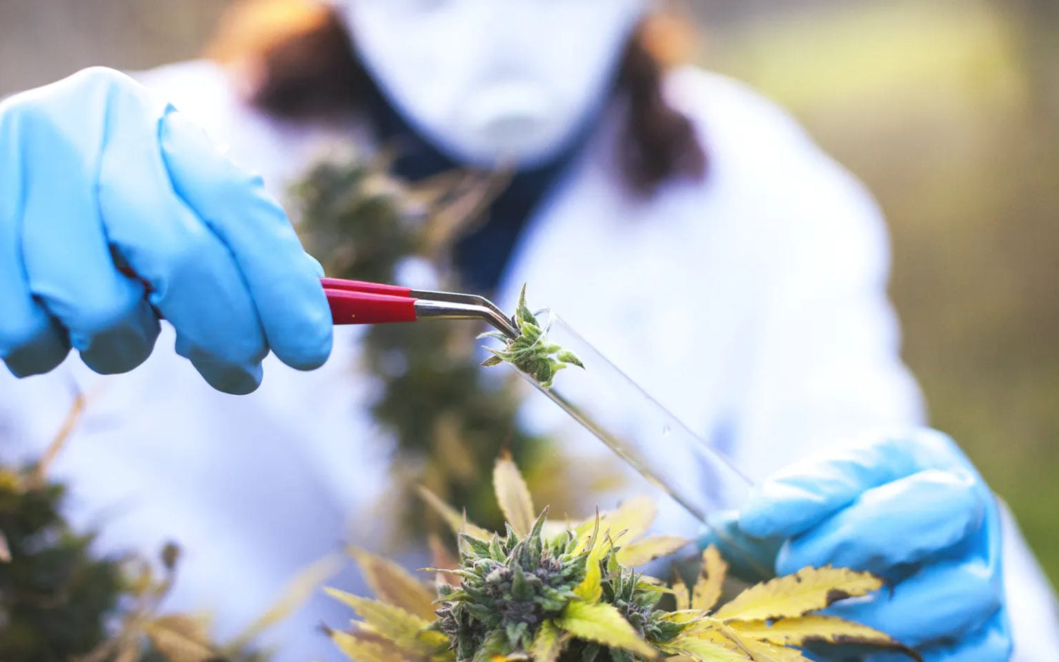 Record number of cannabis research papers published in 2021