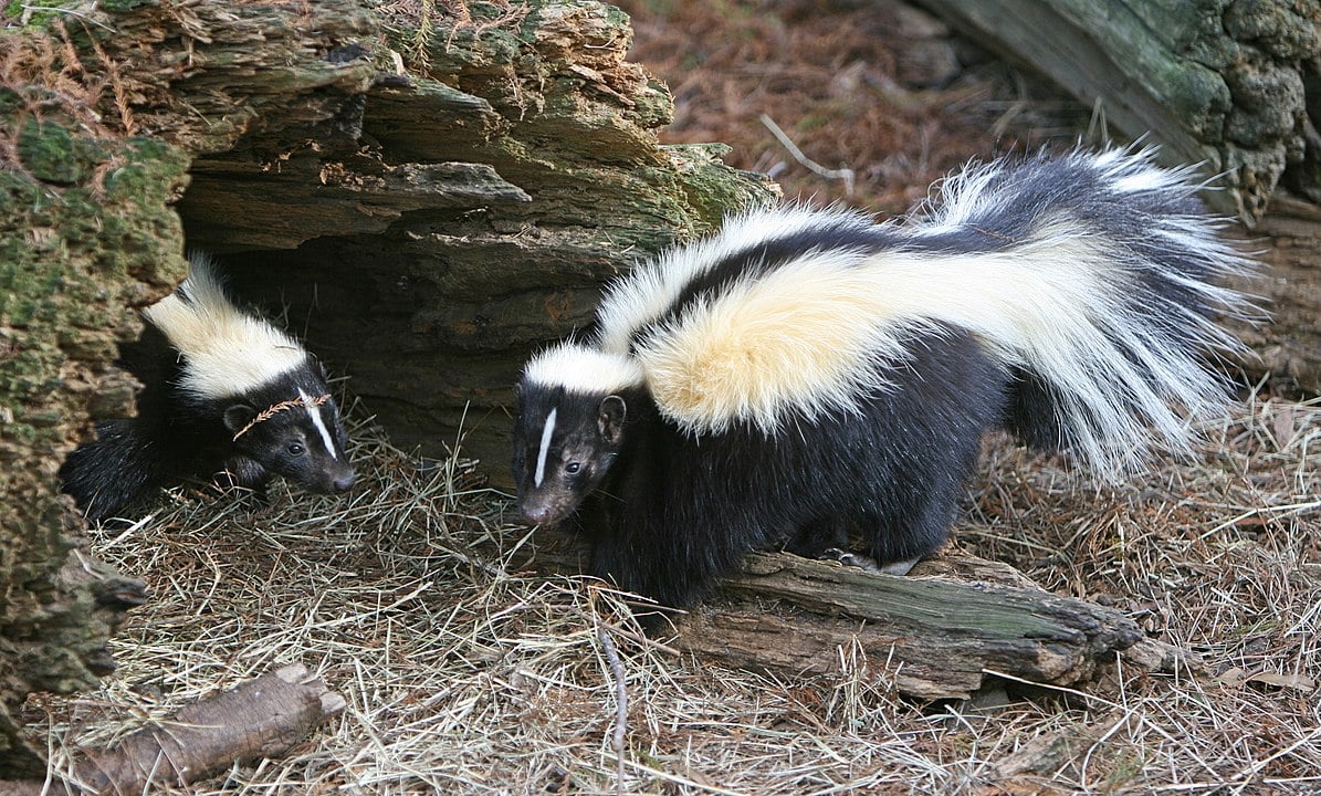 Skunk smells in cannabis not caused by terpenes but sulfur-based compounds: study