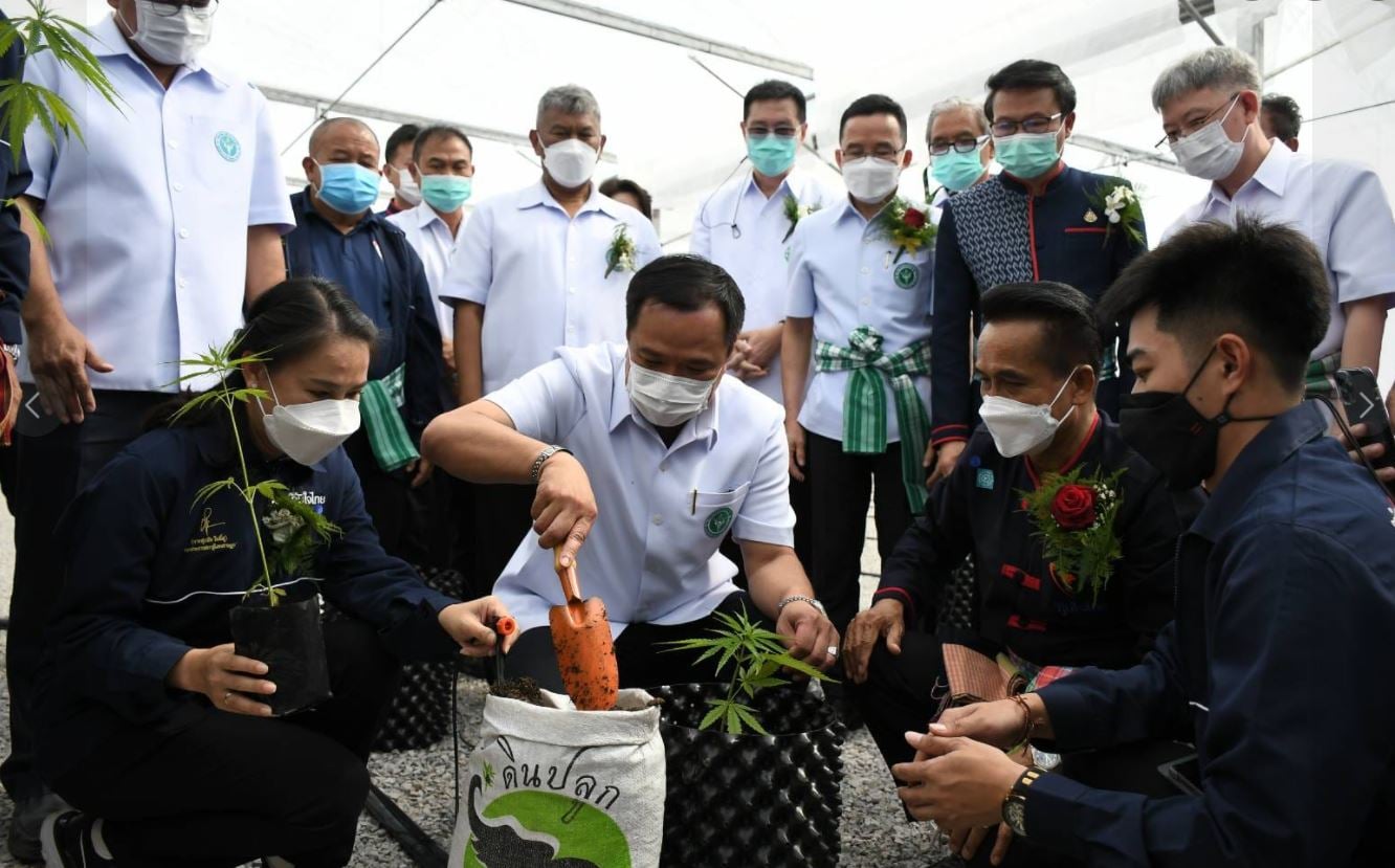 Thailand declassifies cannabis, allows plants under 2% THC
