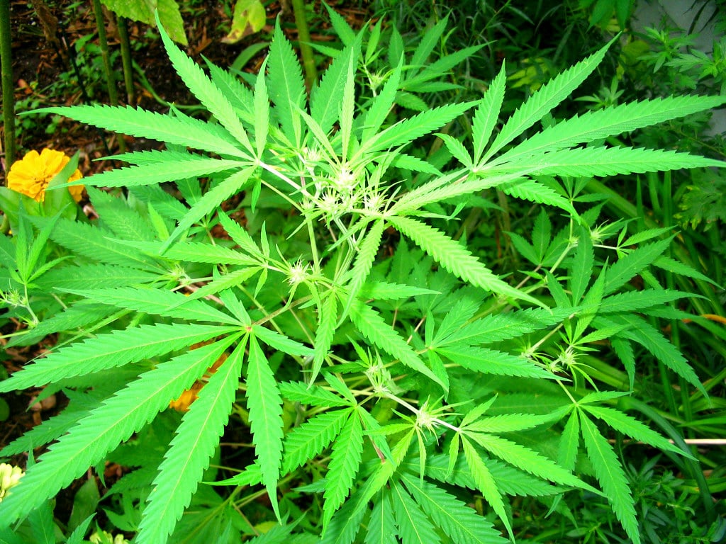 Xebra Brands gets first approval to commercialize hemp in Mexico