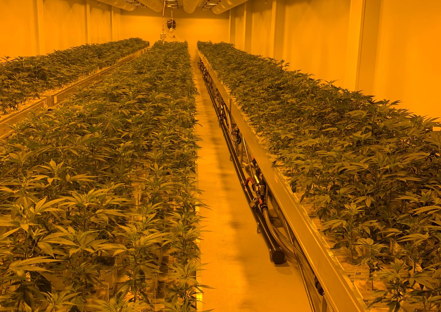 Flowr Corp ships $825K of pot to Israel