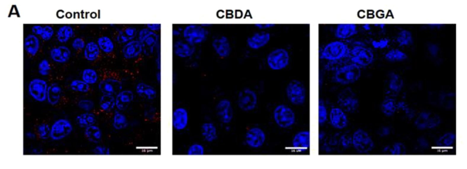 More studies show how cannabinoids help stop Covid from spreading inside the body