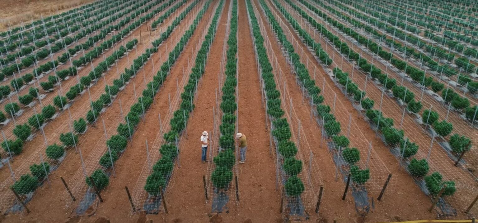 Portugal defines new rules for industrial hemp