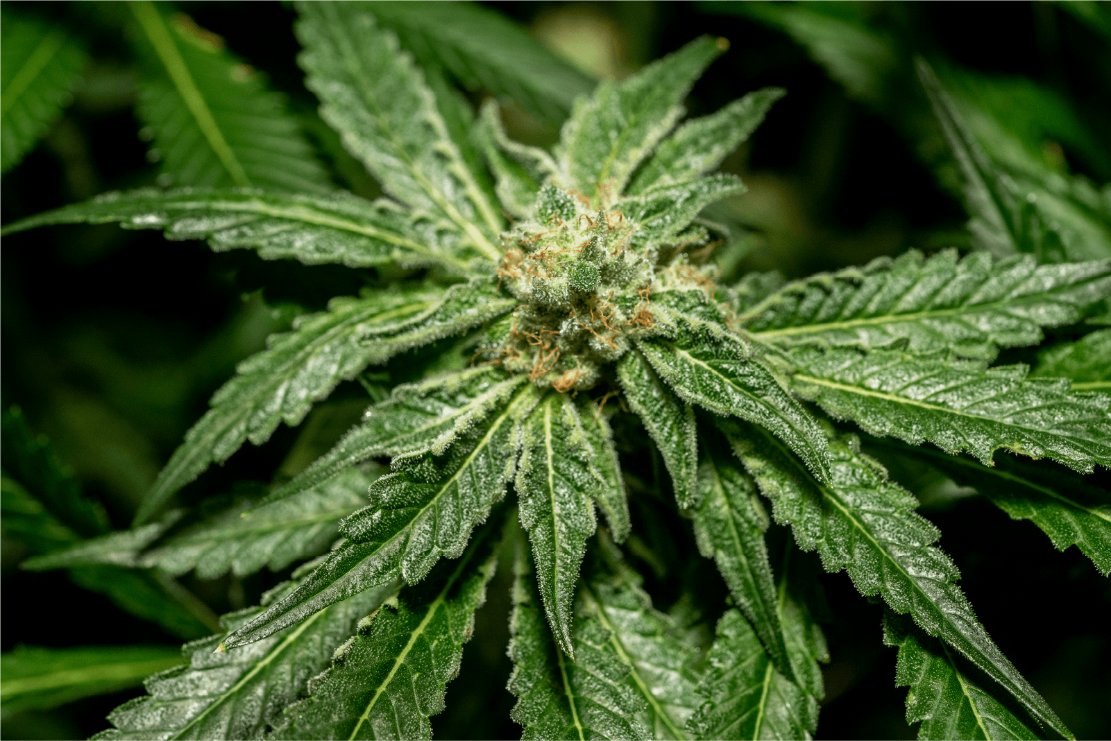 ROSE LifeScience welcomes a new Quebec micro-producer to its DLYS craft cannabis collective