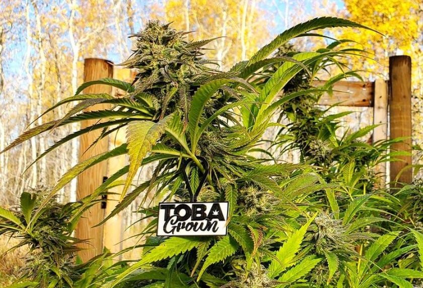 This non-profit cannabis brand will fund legal challenge of home-grow ban in Manitoba