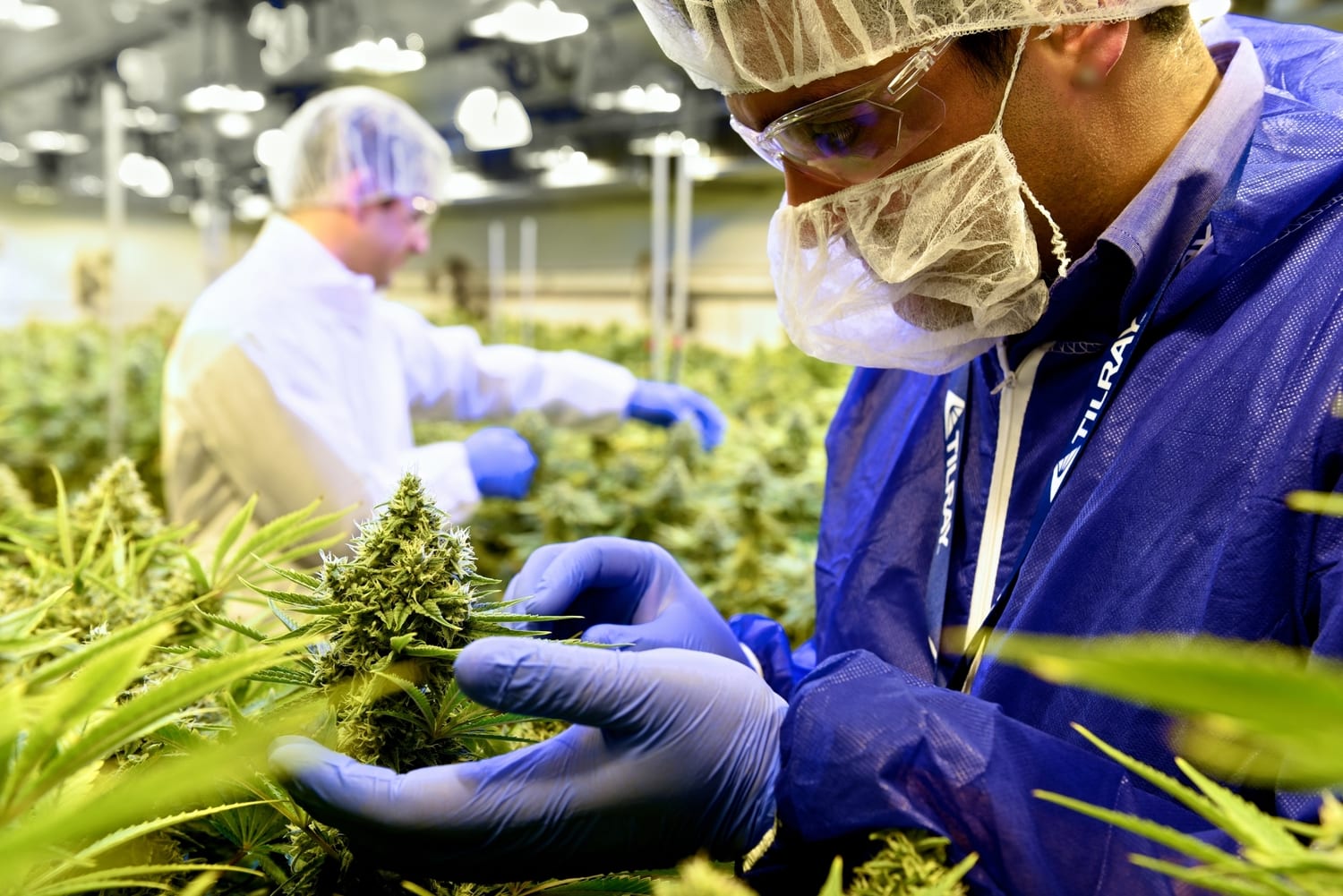Tilray reports net revenue of $153.2M in Q1 2023