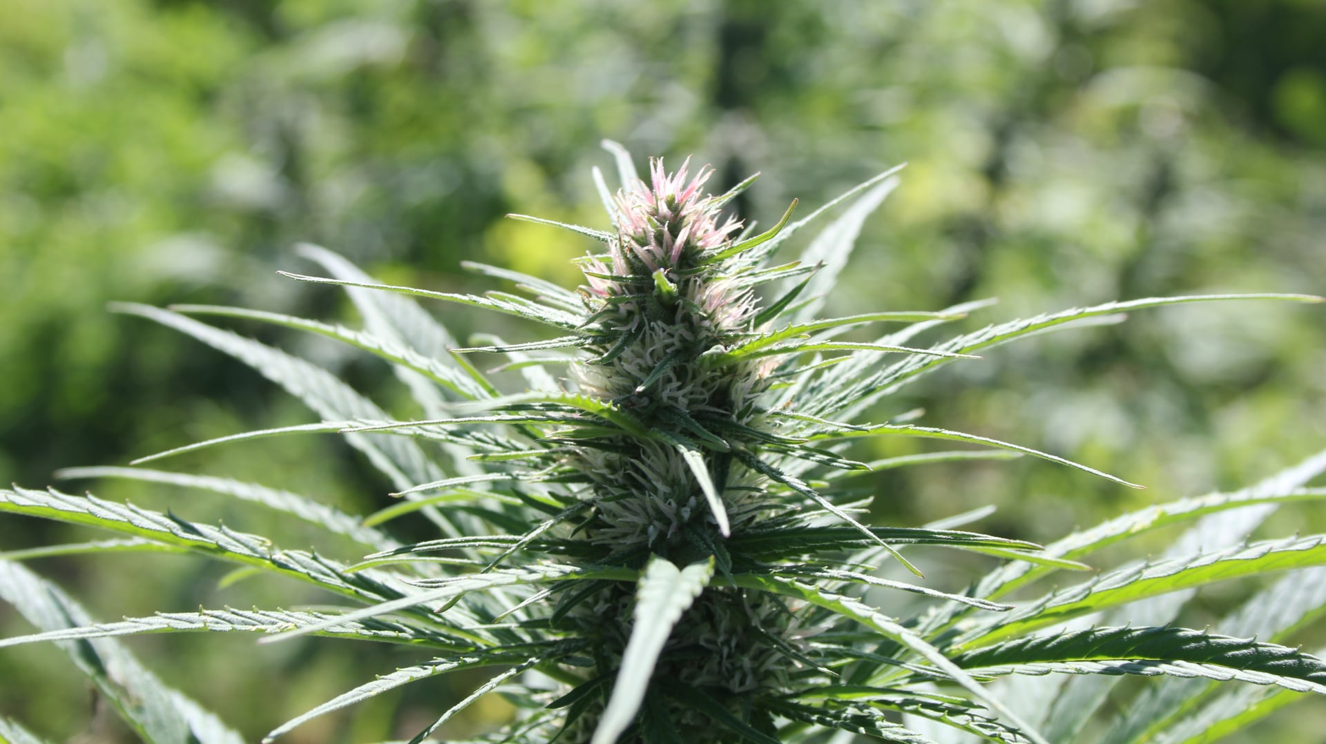 Oregon cannabis operators lobby to reinstate ban on new licences -