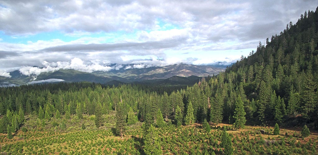 2 new bills in Oregon set to crack down on illicit cannabis grows
