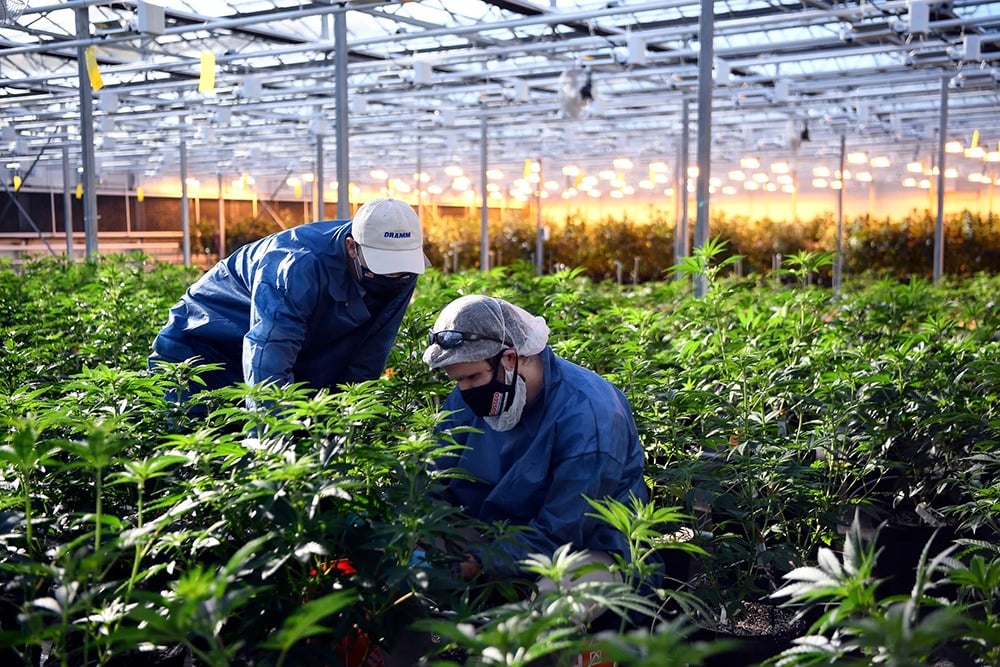 TerrAscend completes acquisition of Pinnacle