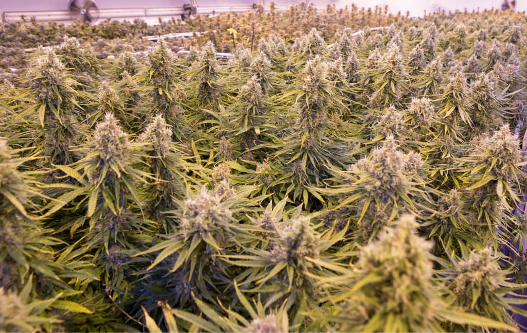 Tilray consolidates medical cannabis divisions under Tilray Medical