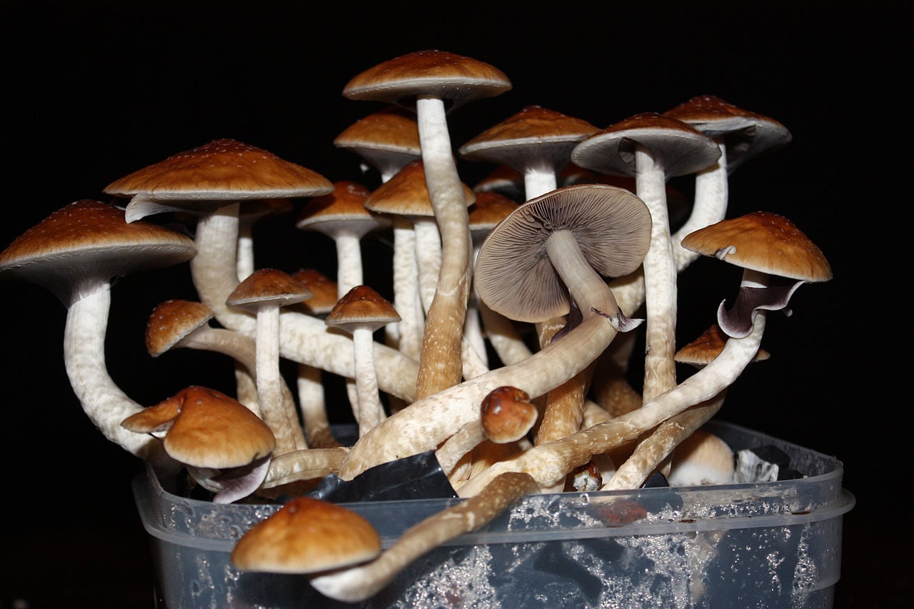 Psilocybin therapy for major depression can relieve symptoms for a year: study