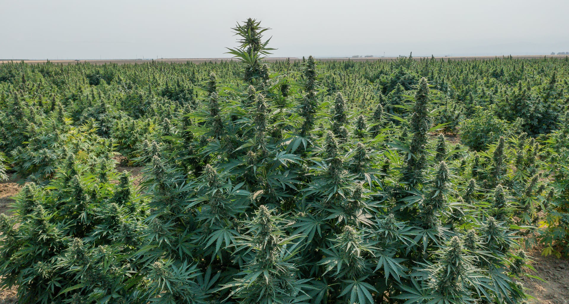 Value of American hemp production was US$824M in 2021 - USDA survey