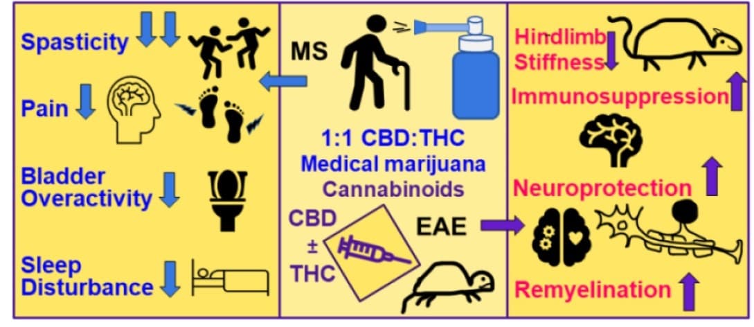 Cannabis eases muslce spasms, decreases pain and helps with sleep in multiple sclerosis2
